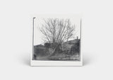 Siavash Amini // Caligo CD