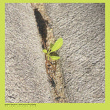 Booker Stardrum // Close-up On The Outside LP