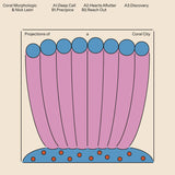 Coral Morphologic & Nick León // Projections of a Coral City LP / CD