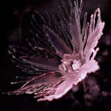 Dania // Listless LP