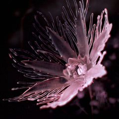 Dania // Listless LP