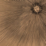 Katatonic Silentio // Dance of the Sun 2x12inch