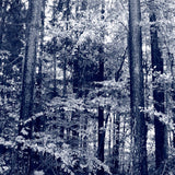 Marcin Lasek // Brat/Dom CDr