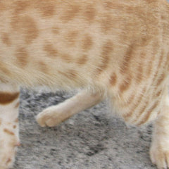 dublon // Nectar 12inch