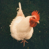 Various Artists (Spritz Editions) // DWAM TAPE