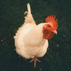 Various Artists (Spritz Editions) // DWAM TAPE