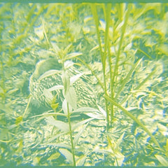 Early Music // Reeds TAPE