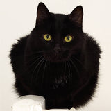 Orphax // Embraced Imperfections 2xCD