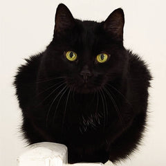 Orphax // Embraced Imperfections 2xCD