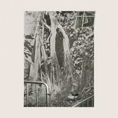 Grylloidea // Grylloidea fecunda TAPE