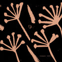 Unchained // Gabbeh LP