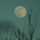 The Green Kingdom // Lunae CD