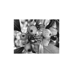 Accursio Graffeo // A Step Inside - a short film in field recordings TAPE