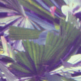 Joanna Duda // Regina Silva TAPE