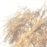 Loula Yorke (featuring Charlotte Jolly) // Salix TAPE