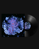 Ma Sha // Hexacorallia 12inch