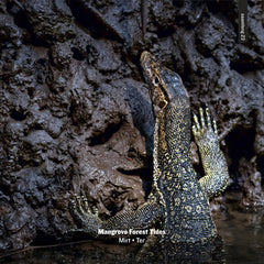 Mirt • Ter // Mangrove Forest Tides CD