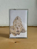 Christian Wallumrød Ensemble // Non Sonett TAPE