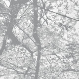 Black Rain // Obliteration Bliss CD