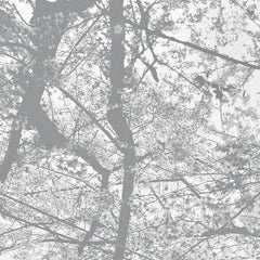 Black Rain // Obliteration Bliss CD