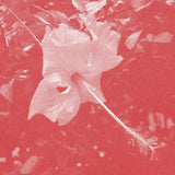 Celer // Poulaine CD
