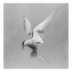 Thme & Virginia Aveline // Diving Wounds TAPE
