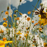 Tasha // You Are Spring! LP [COLOR]