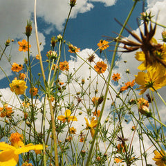 Tasha // You Are Spring! LP [COLOR]