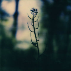 zakè [f. Benoît Pioulard, anthéne, Purl, Marc Ertel, hoax] // Revector CD