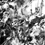 Translate & Pulso // Elliptic Map TAPE